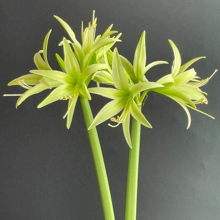 Amaryllis Evergreen, showing a bulb with two stems and multiple lime green flowers.