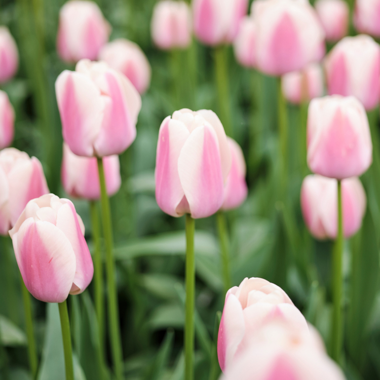 Tulip Darwin Hybrid Royal Pride