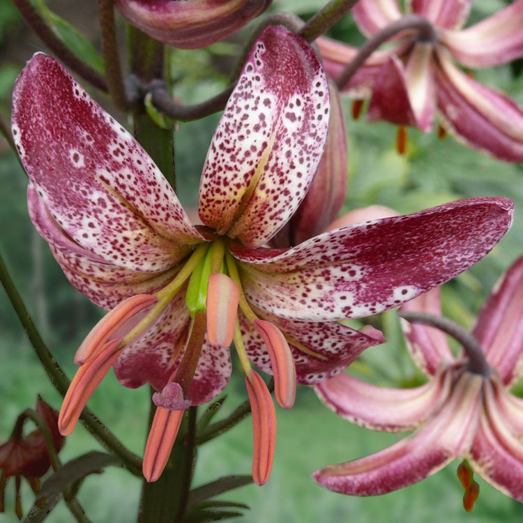 Martagon lily Alberta Morning showing this variety's petite downward-facing flowers with white petals and maroon freckles and splotches.