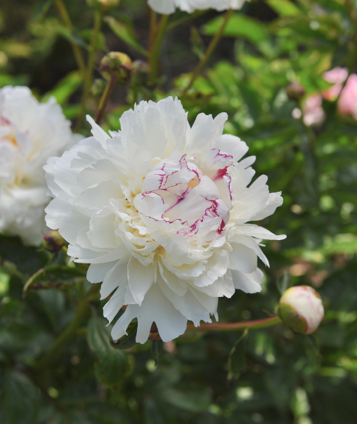 Peonies