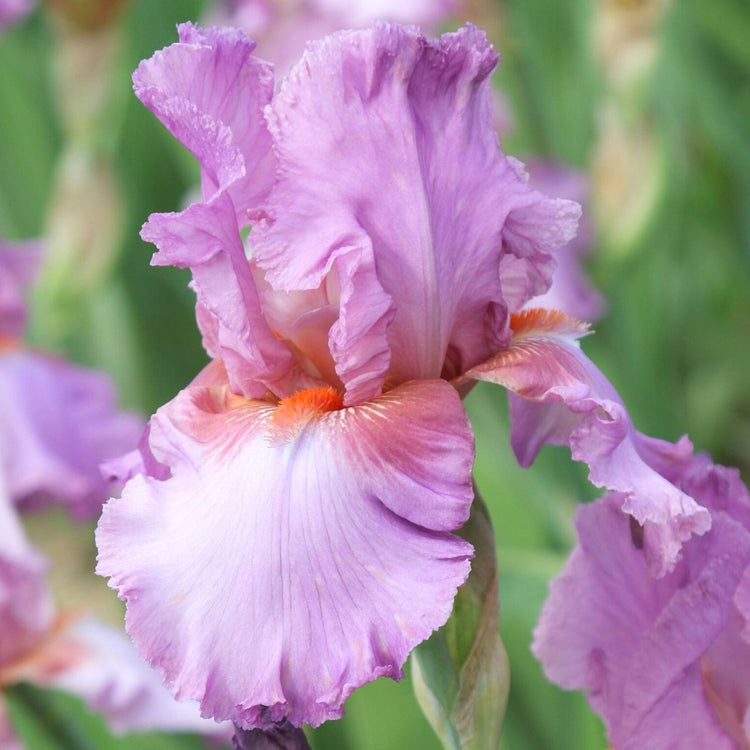Side view of Persian Berry, an orchid pink and mauve bearded iris with bright orange beards.