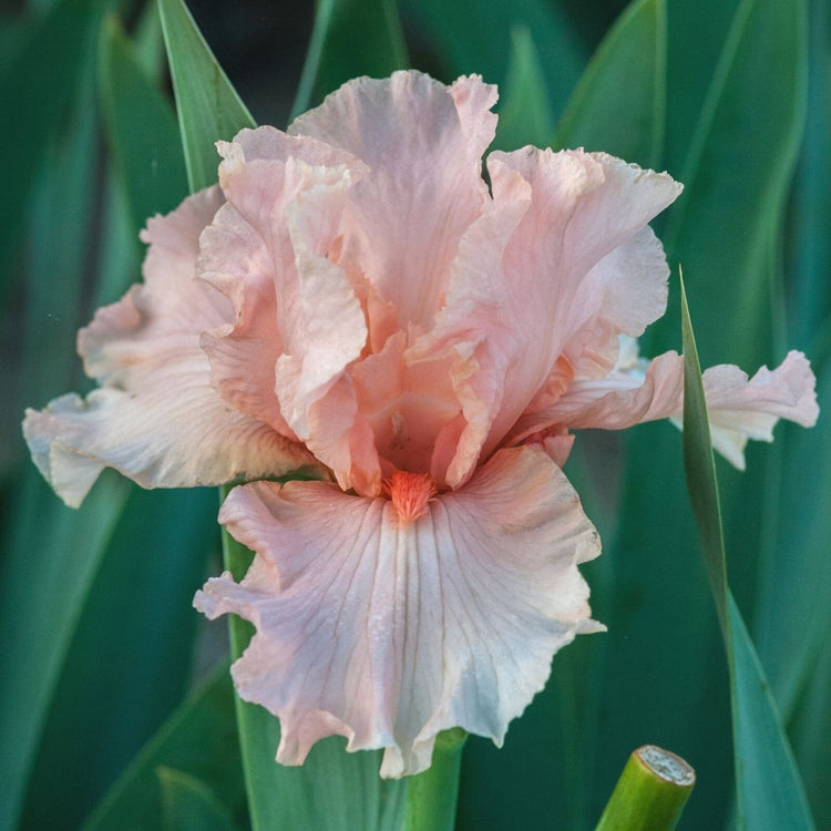 Side view of October Splendor, a ruffled, peach-pink bearded iris with neon orange beards.