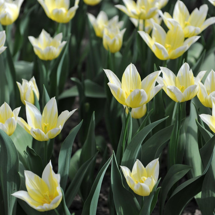 Tulip Lily Flowering Budlight