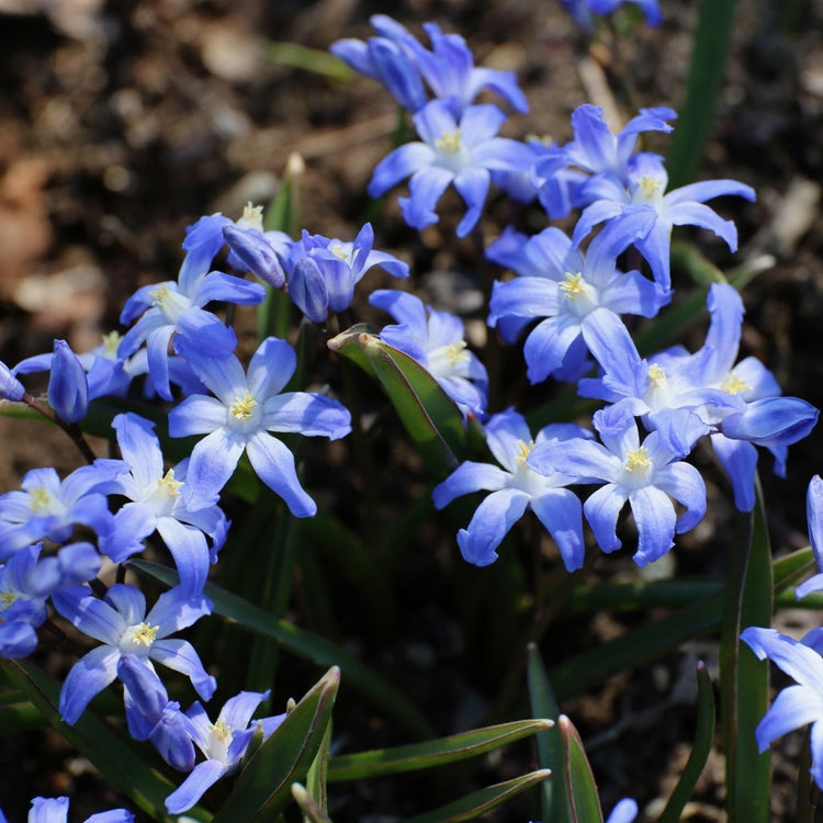 Chionodoxa Blue Giant