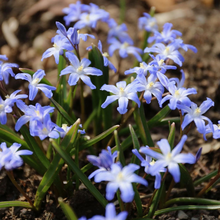 The sky blue and white flowers of Chionodoxa Blue Giant, blooming in a spring garden.