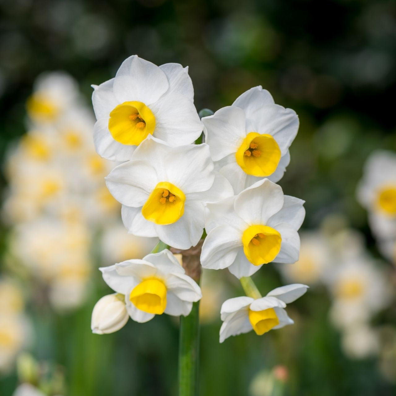 Daffodil Tazetta Avalanche - 20 bulbs - Longfield Gardens
