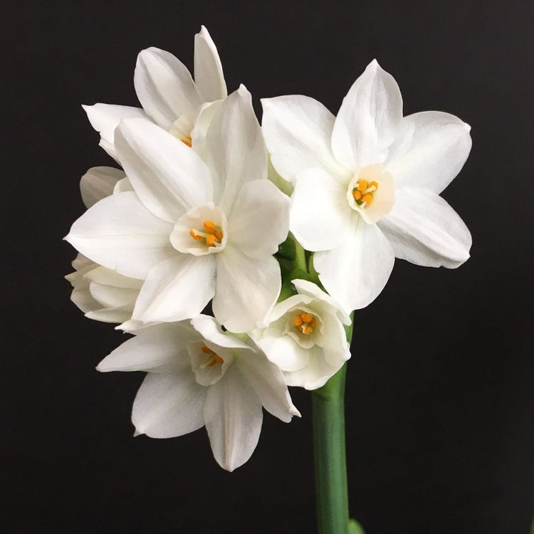 Daffodil Tazetta Inbal Paperwhites