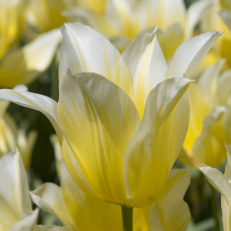 Single blossom of Budlight lily-flowering tulip in a garden showing pointed petals that are pale yellow at the base and white at the upper edges.
