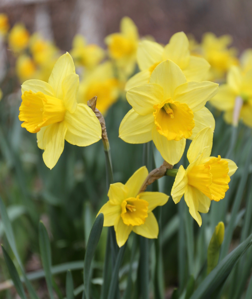 Daffodils (Narcissus)