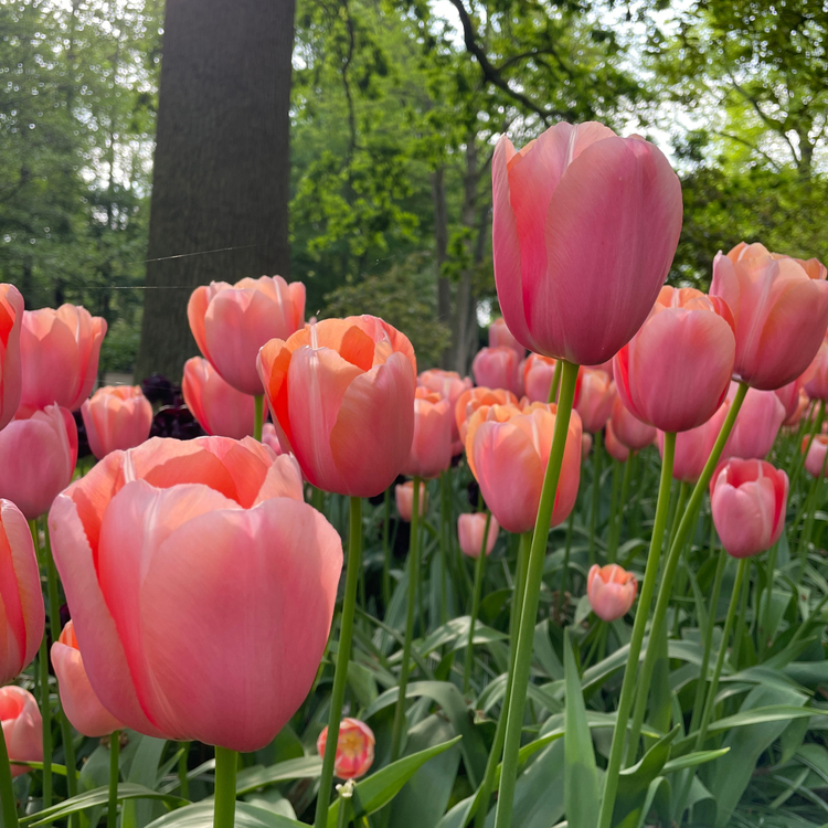 Tulip Single Late Menton