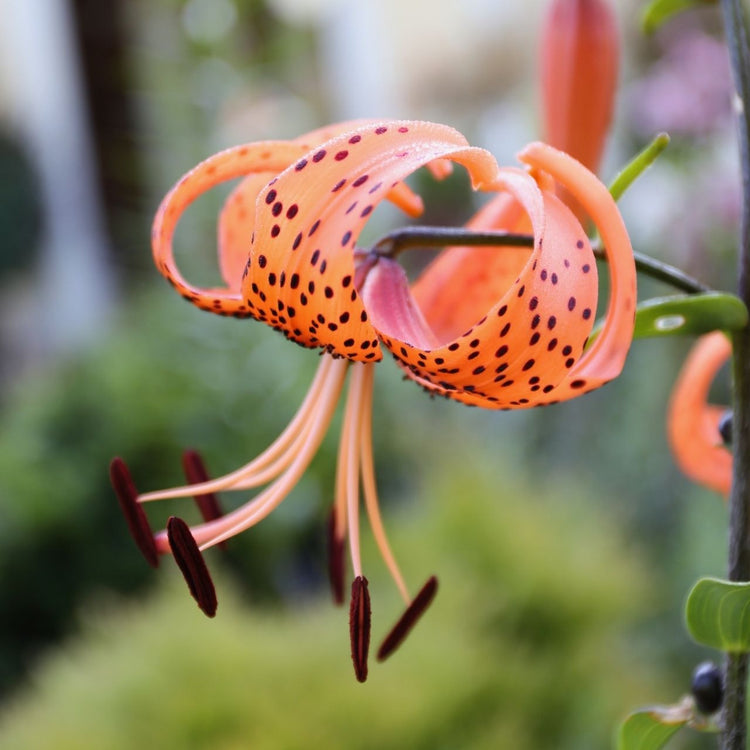 A single blossom of the classic tiger lily, lilium lancifolium, showing the flower's bright orange, recurved petals with black freckles.