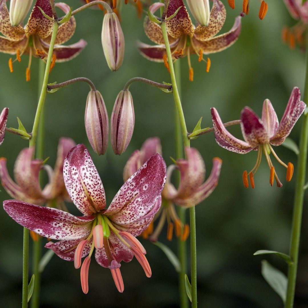 morning lily flower Lily Martagon Alberta Morning - 5 bulbs