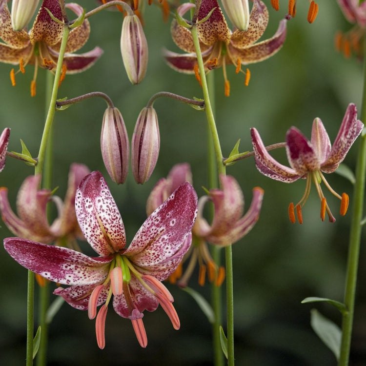 Martagon lily Alberta Morning blooming in a natural setting, and displaying dozens of creamy white flowers with burgundy markings on the petals.