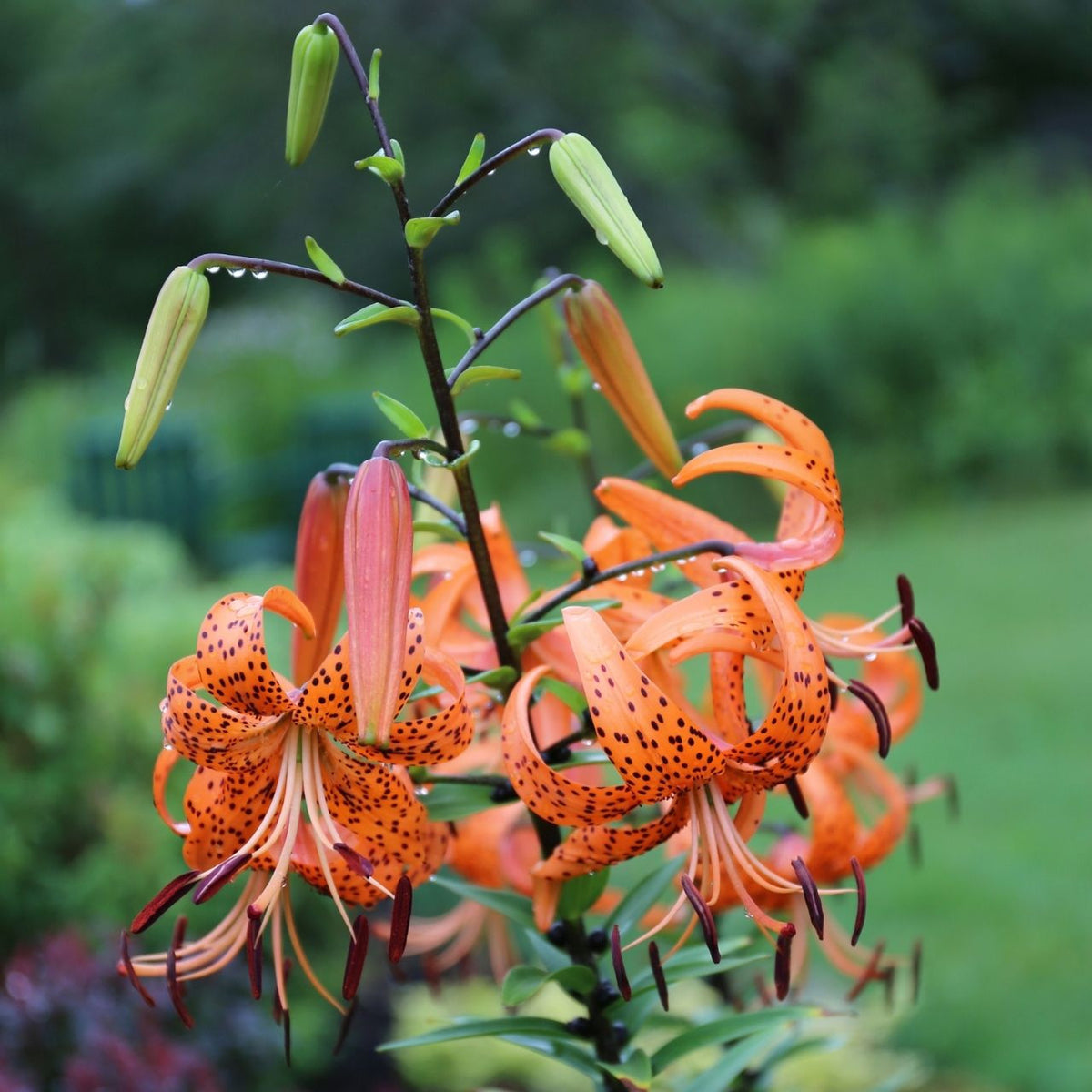 tiger lily flor Lily Tiger Lancifolium - 5 bulbs