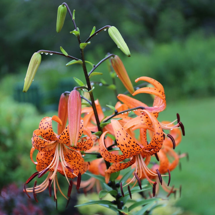 tiger lily garden Lily Tiger Lancifolium - 5 bulbs