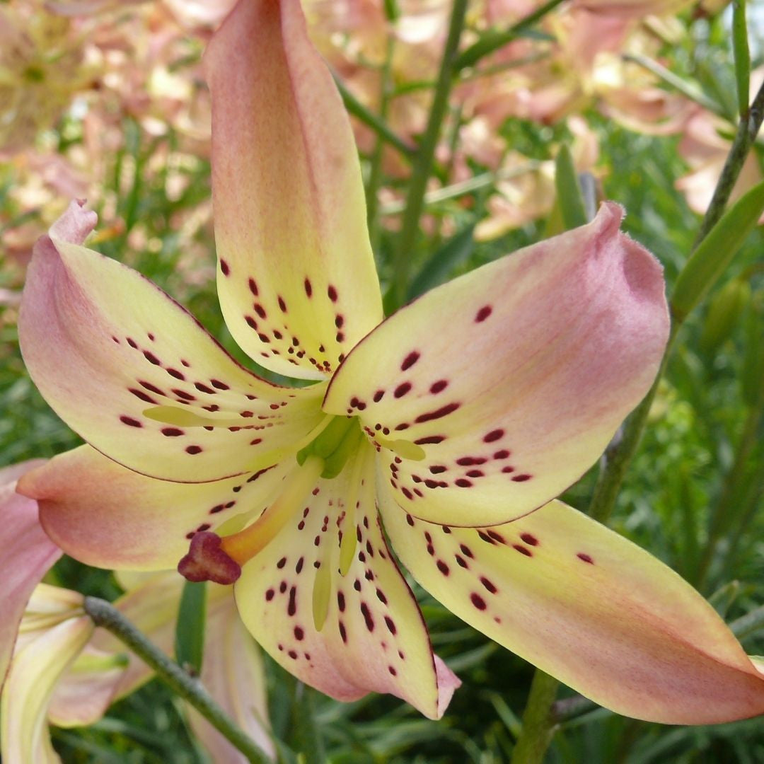 Lily Asiatic Corsage (Fall) - 5 bulbs - Longfield Gardens