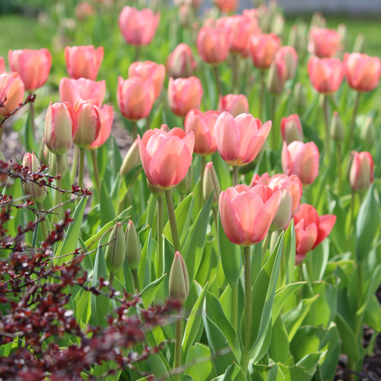 Tulip Single Late Menton