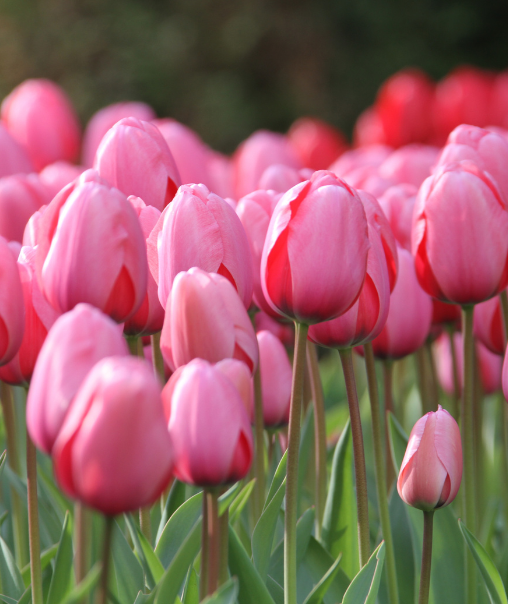 Tulips