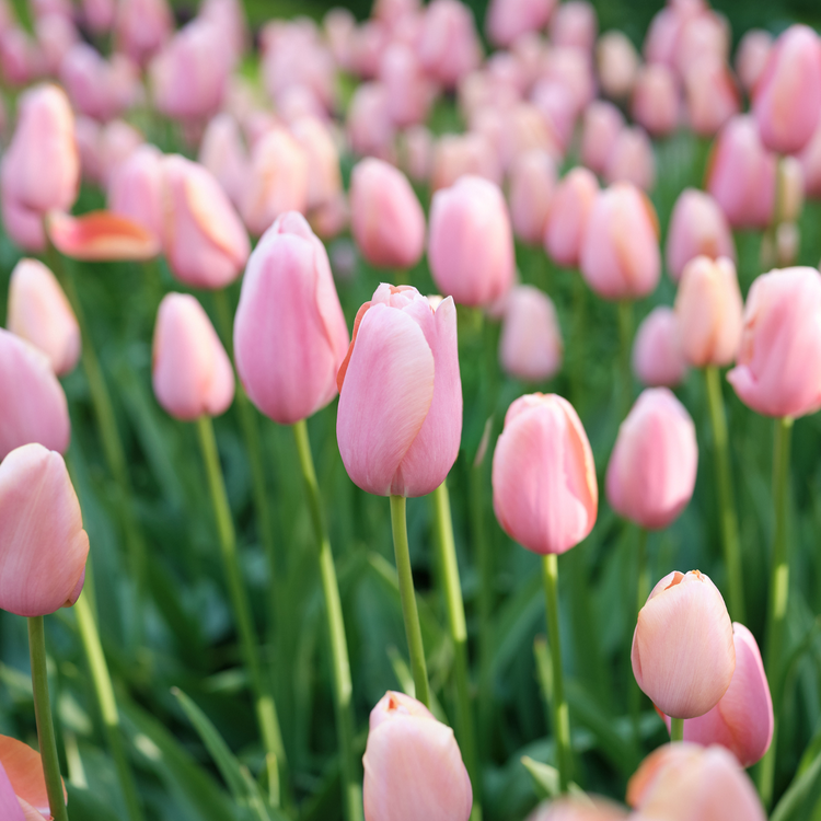 Tulip Single Late Menton
