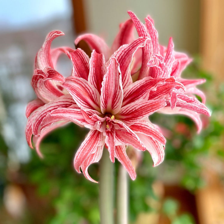 Amaryllis Double Doublet