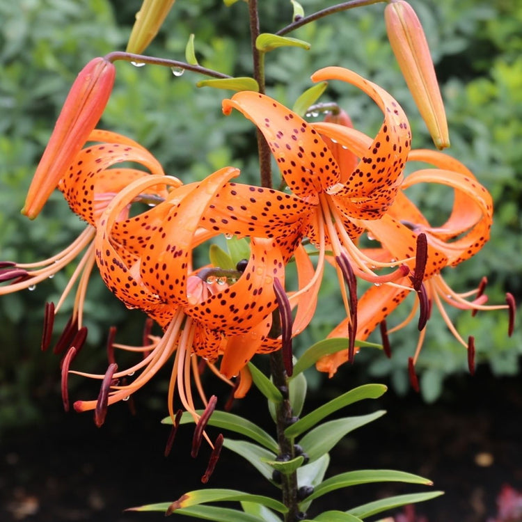 A single stem of Lilium lancifolium, commonly known as the tiger lily, featuring with a cluster of bright orange blossoms that have recurved petals decorated with black freckles.
