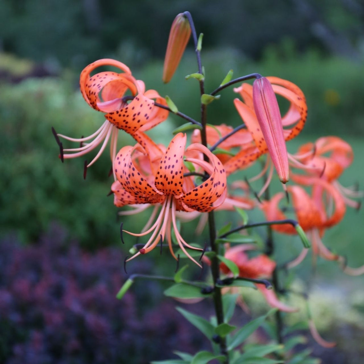 5806 tiger lily circle Lily Tiger Lancifolium