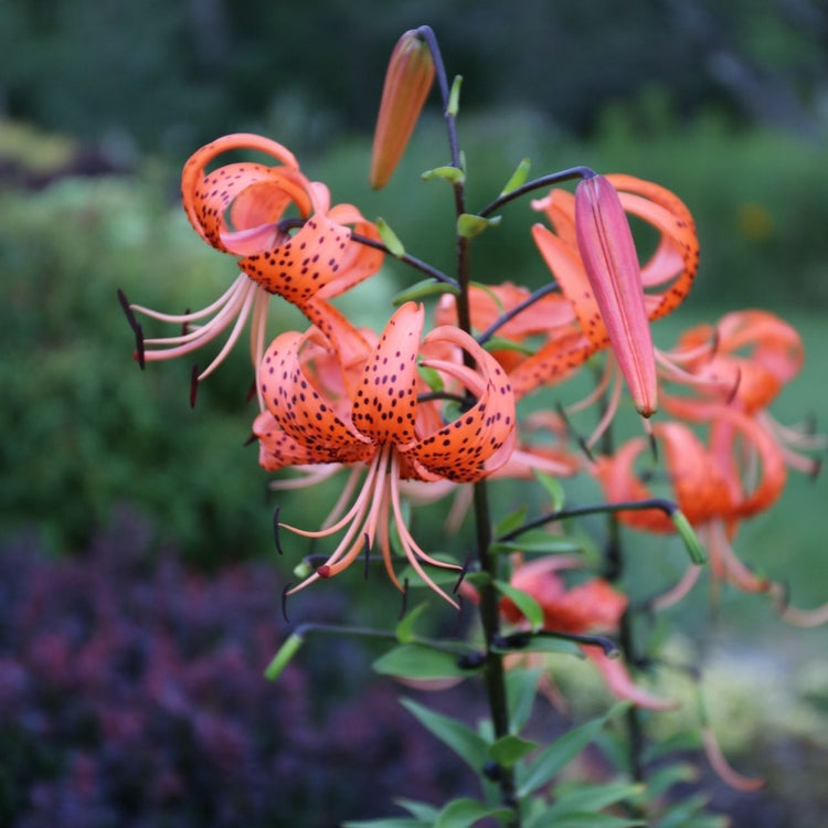 Lilum lancifolium, commonly known as tiger lilies, blooming in a garden, showing the flowers' bright orange, recurved petals with black spots.