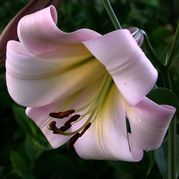 Lily Oriental Trumpet (OT) Eastern Moon (Fall)