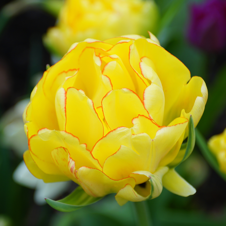 Tulip Double Late Akebono