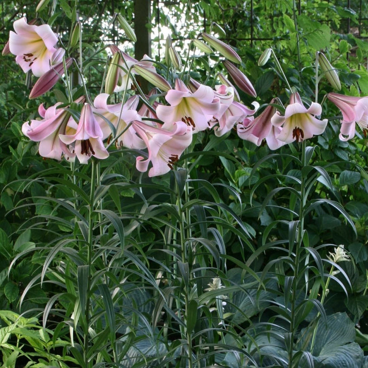A large planting of Oriental trumpet lily Eastern Moon blooming in a summer garden, displaying clusters of fragrant, pale pink flowers.