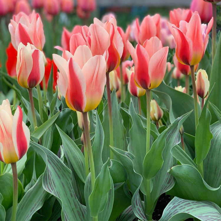 Tulip Greigii Mary Ann