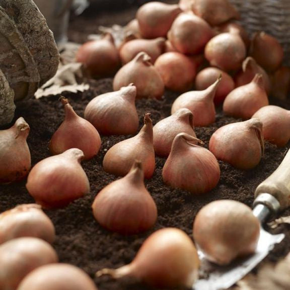Dozens of plump, brown tulip bulbs ready for fall planting in a garden.