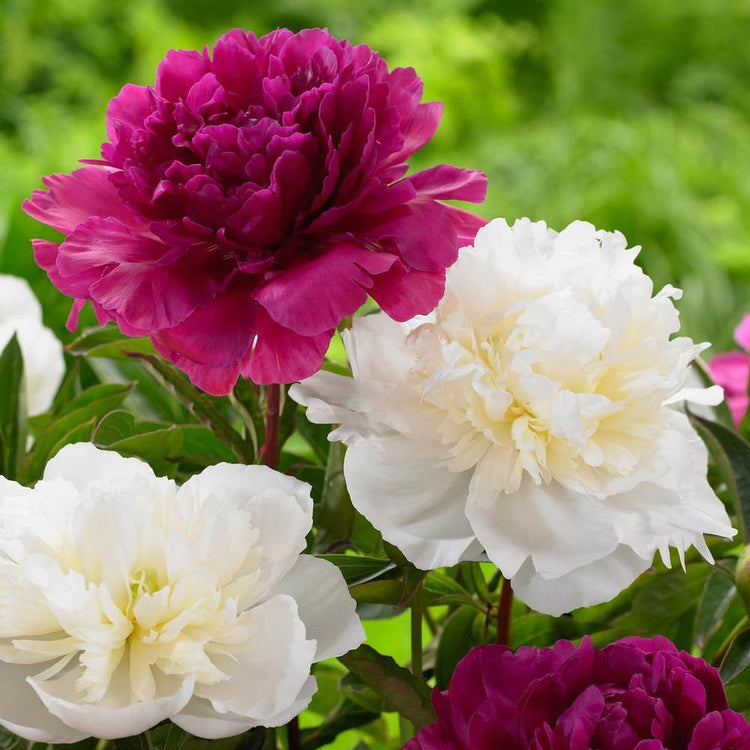 Peony Lactiflora Duchess de Nemours & Karl Rosenfield (Fall)