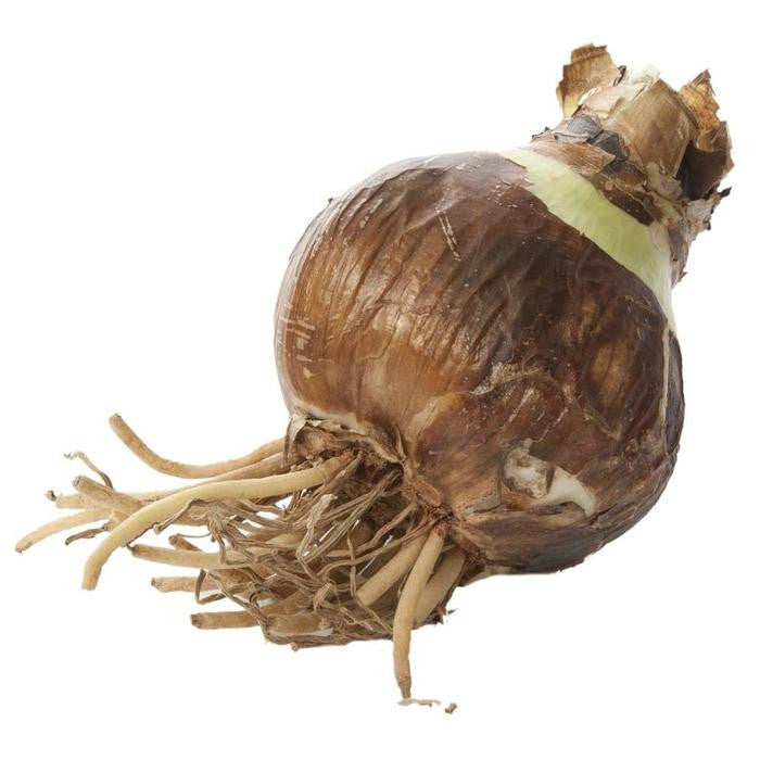 An amaryllis bulb ready for indoor planting.