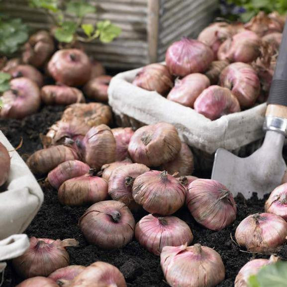 Gladiolus corms on a potting bench, ready for spring planting in a flower garden.