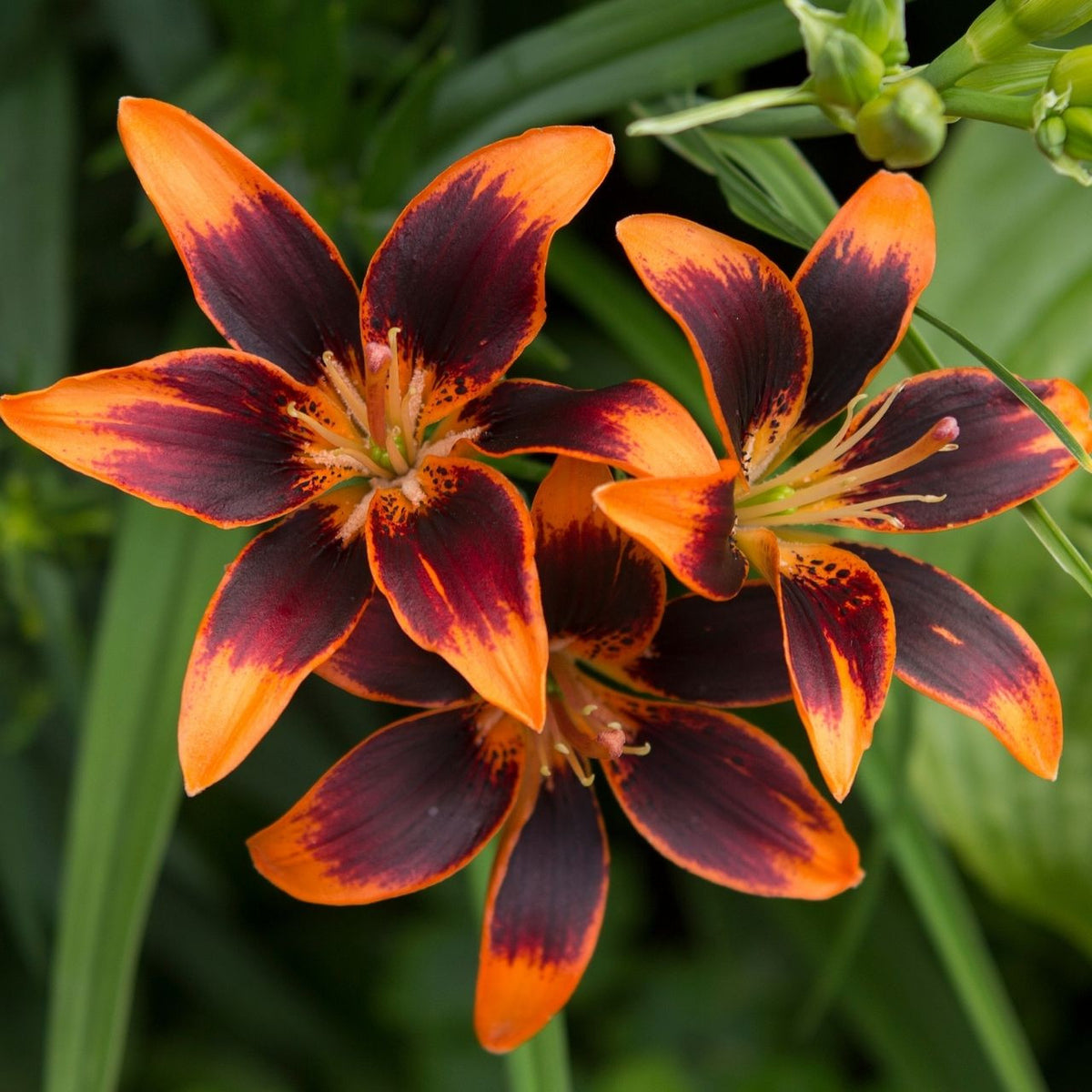 asiatic lily seed pods Lily Asiatic Forever Susan - 5 bulbs