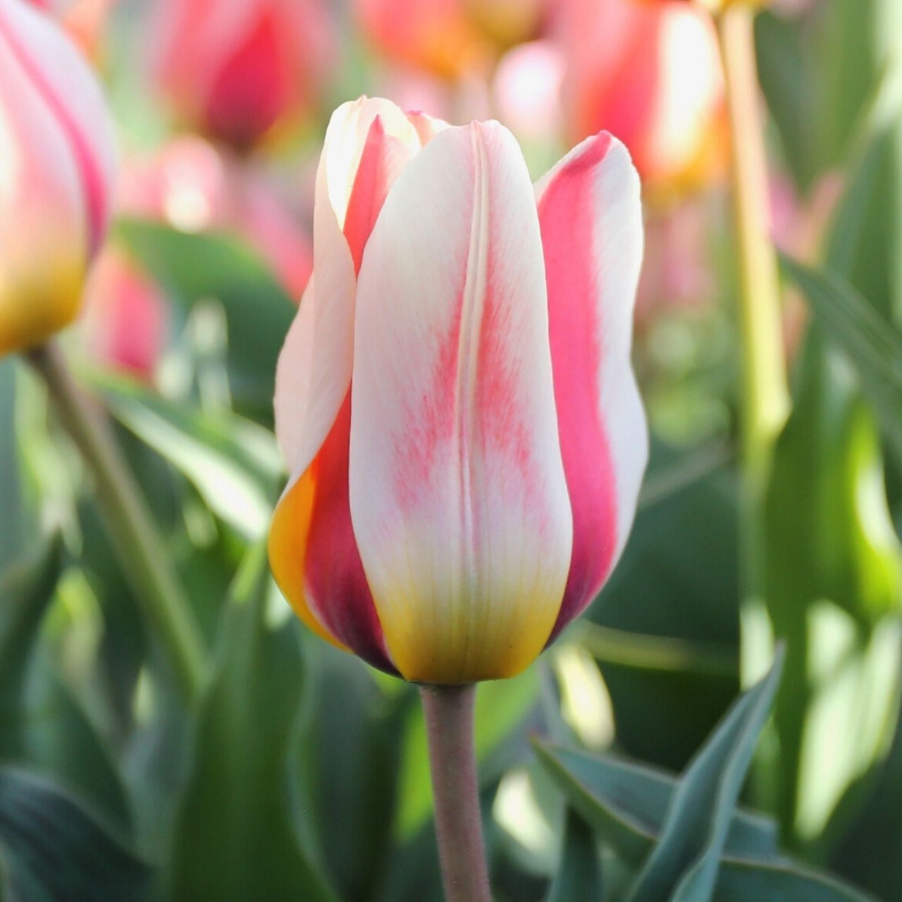 ooo112 　marihoja Abaca Lace Tulip Orange Princess • Wooden Shoe Tulip Farm