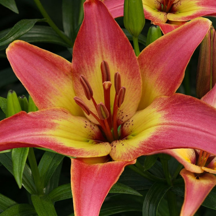 asiatic lily bloom all summer Lily Asiatic Forever Summer