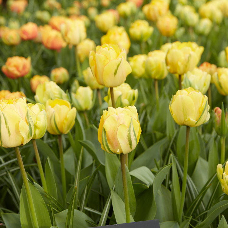 Tulip Double Late Akebono