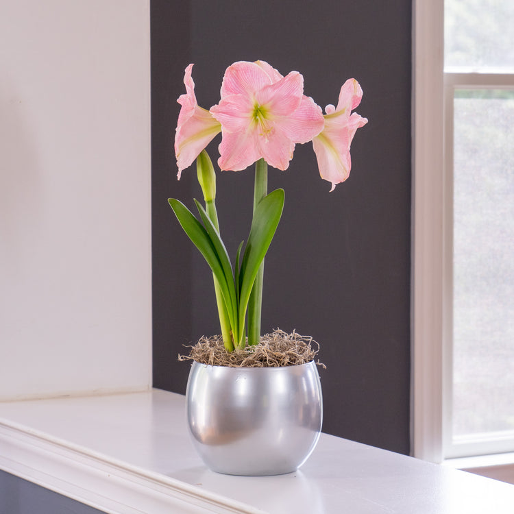 Amaryllis Sweet Star with Globe Pot Growing Kit