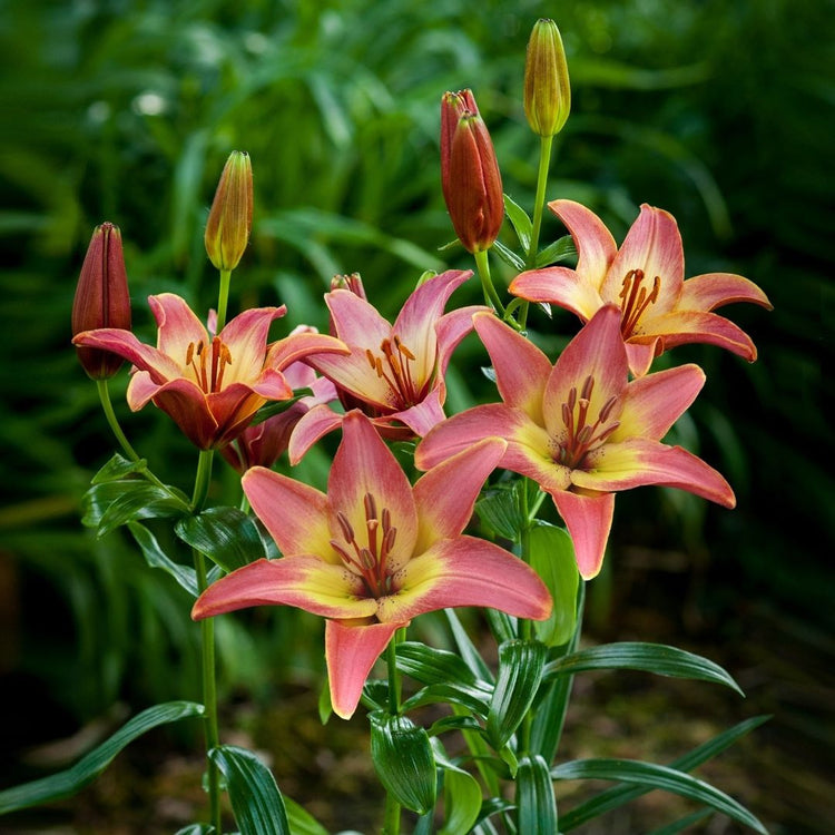 Asiatic lily Forever Summer blooming in an early summer garden, showing the coral-orange flowers with yellow centers.