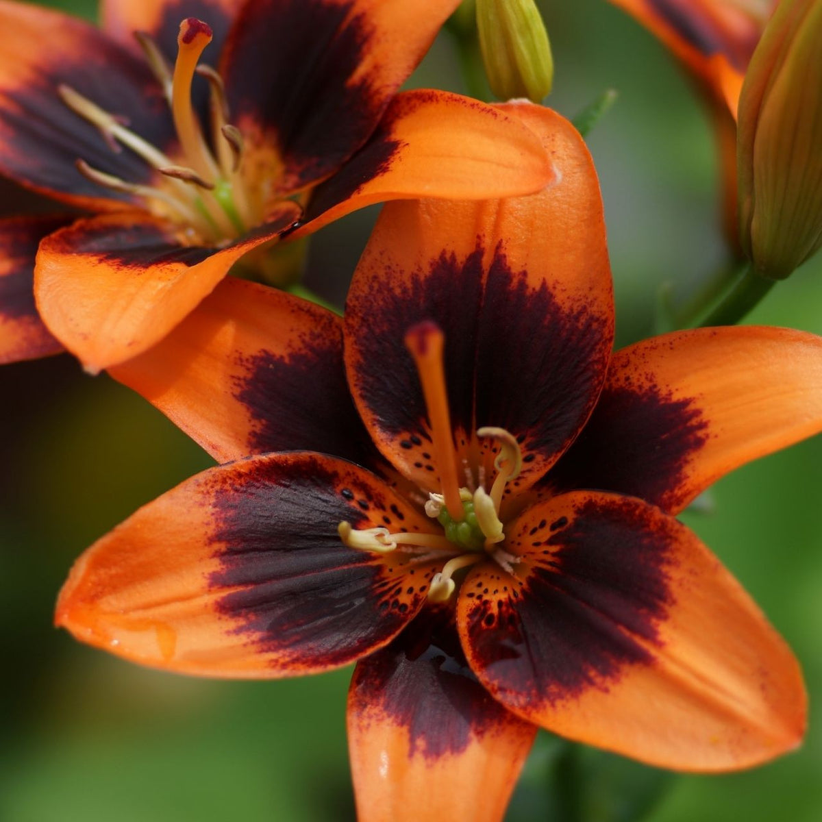 asiatic lily orange electric Lily Asiatic Forever Susan (Spring)