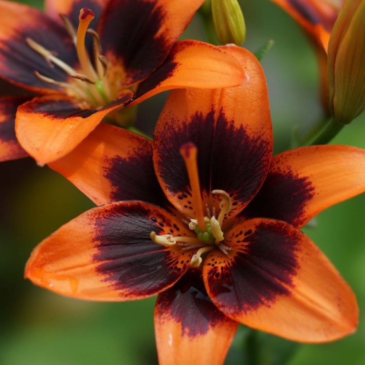 Asiatic Lily Forever Susan, showing the flower's bright orange petals with a dark, burgundy and maroon eye.
