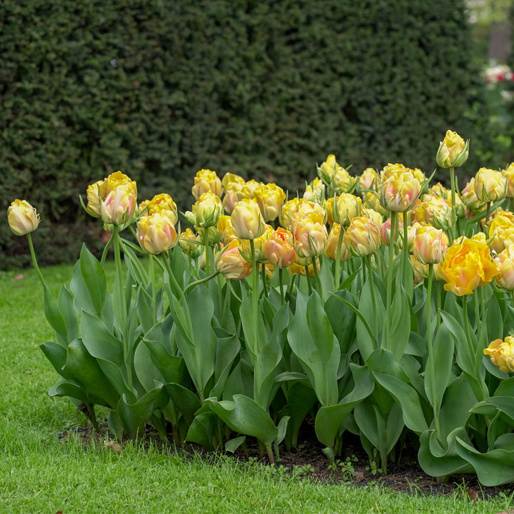 Tulip Double Late Akebono