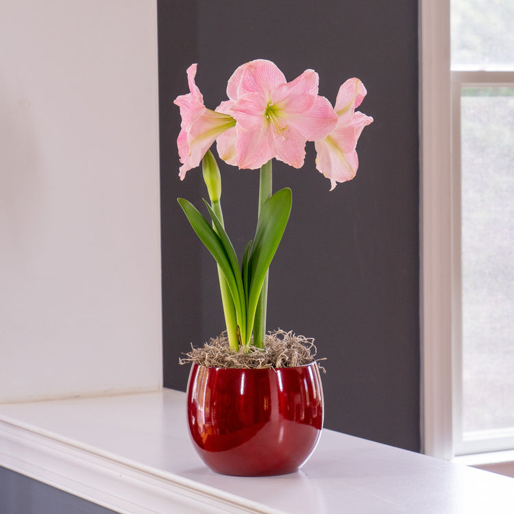 Amaryllis Sweet Star with Globe Pot Growing Kit