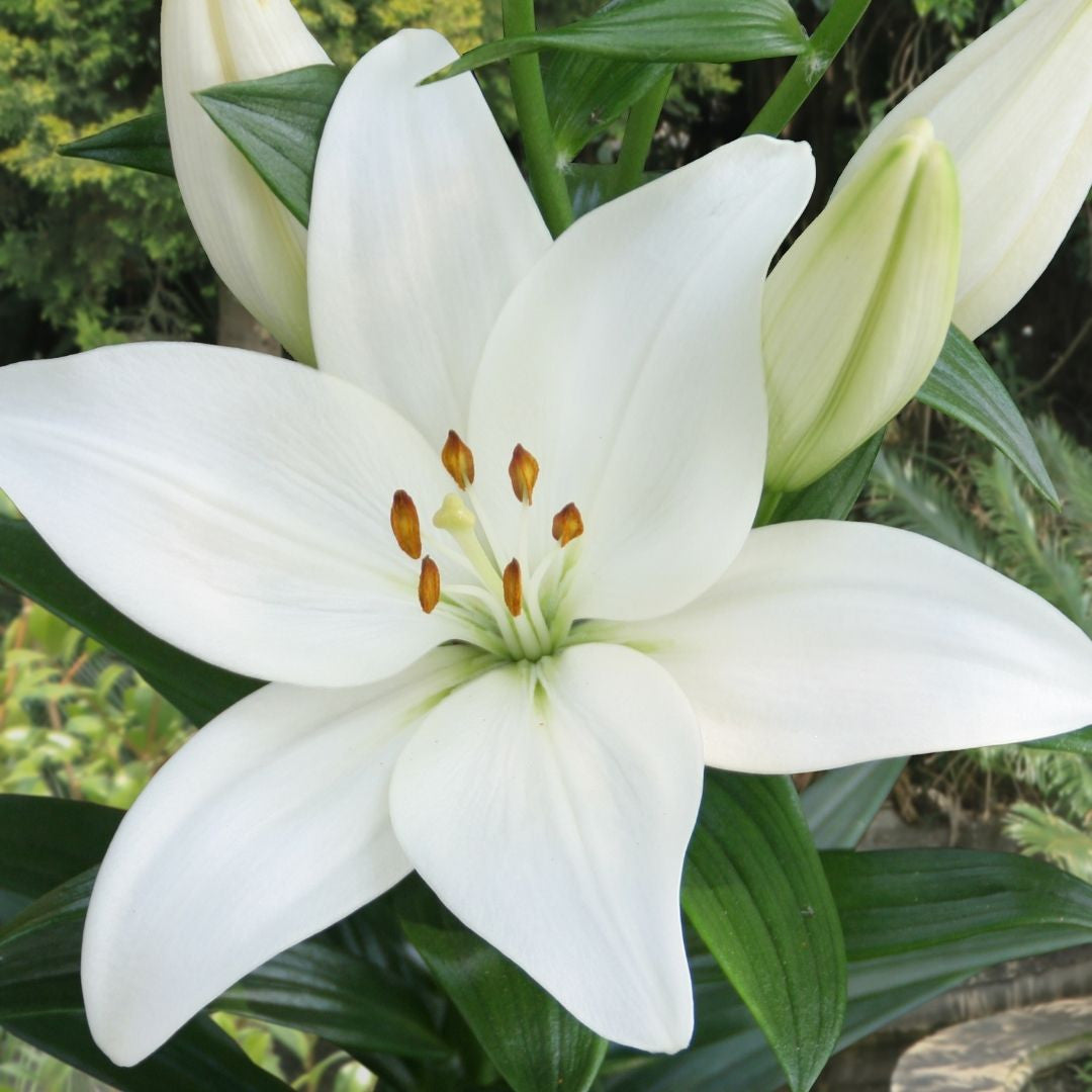 Lily Asiatic Kent - 5 bulbs - Longfield Gardens