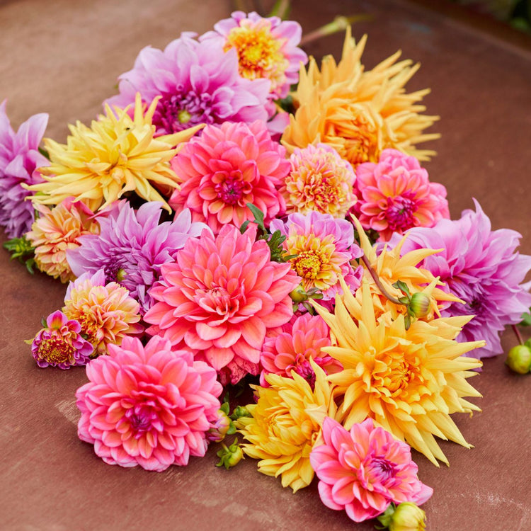 Dahlia Assorted Fiesta Collection
