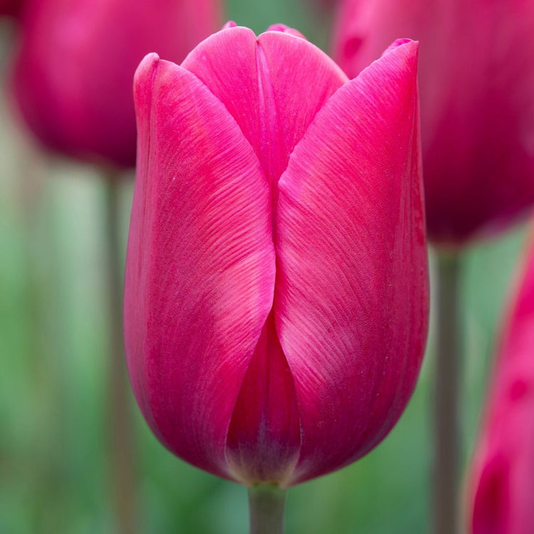 Tulip Triumph Pink Ardour