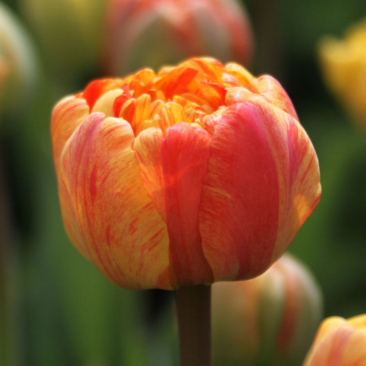 Tulip Double Late Sun Lover