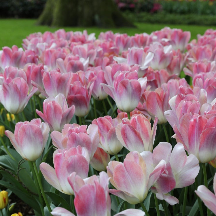 Tulip Darwin Hybrid Kunyun